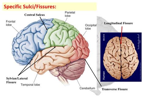 fitsare|fissare definition.